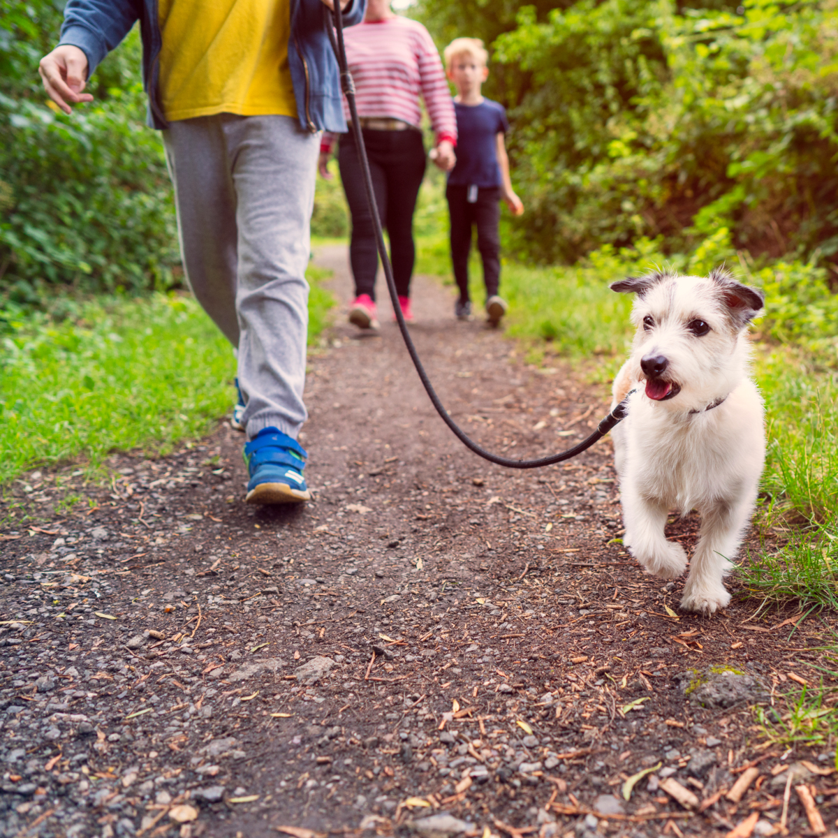 A family taking a dog for a walk