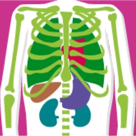 Illustration of the human torso