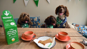 Three dogs are sitting behind a wood table. They are all wearing Macmillan branded bandanas. The table has orange coffee mugs on it. There is also a dog shaped biscuit on a small plate on the table. 