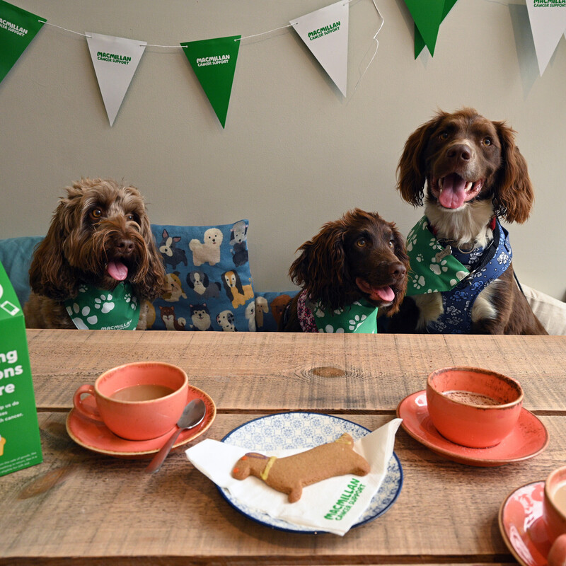 Three dogs are sitting behind a wood table. They are all wearing Macmillan branded bandanas. The table has orange coffee mugs on it. There is also a dog shaped biscuit on a small plate on the table. 