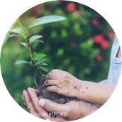 Close up of muddy hands holding a green plant.