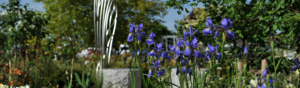 Purple flowers growing in a garden. Behind them is a path, other plants, and garden furniture like seats made of stone.