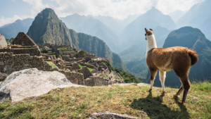 A llama is standing near Machu Picchu. The llama has brown and white fur. 
