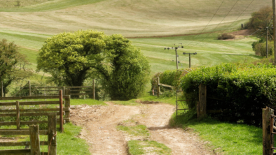 A dirt path through a grassy field.
