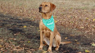 A golden lab is sitting down on a dirt path and is wearing a turquoise dog bandana around it's neck. 