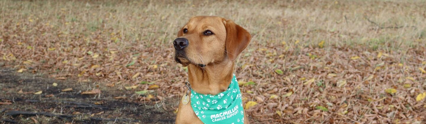 A golden lab is sitting down on a dirt path and is wearing a turquoise dog bandana around it's neck. 