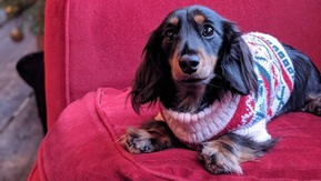 A small dog wearing a Christmas jumper poses on a chair in front of a Christmas tree