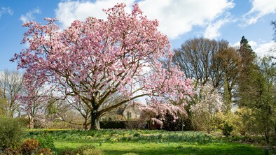 A beautiful tree has bloomed pink flowers across it's branches. It is surrounded by green grass and daffodils sprouting up for Spring. 