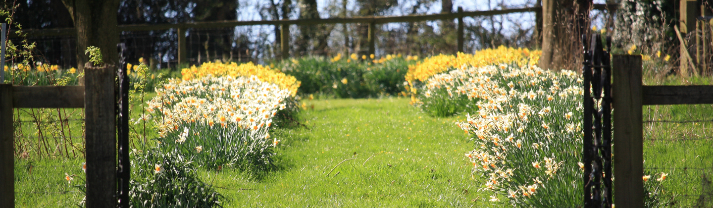 A grassy path in a garden. On either side are bright yellow and white daffodils that have bloomed in the Spring weather.