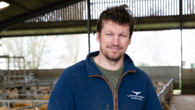 A man standing in barn full of sheep pens