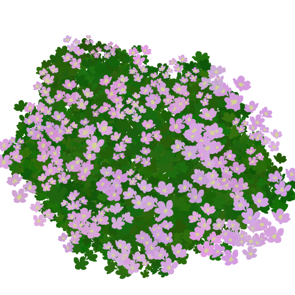 Geranium ‘Dreamland’ illustration