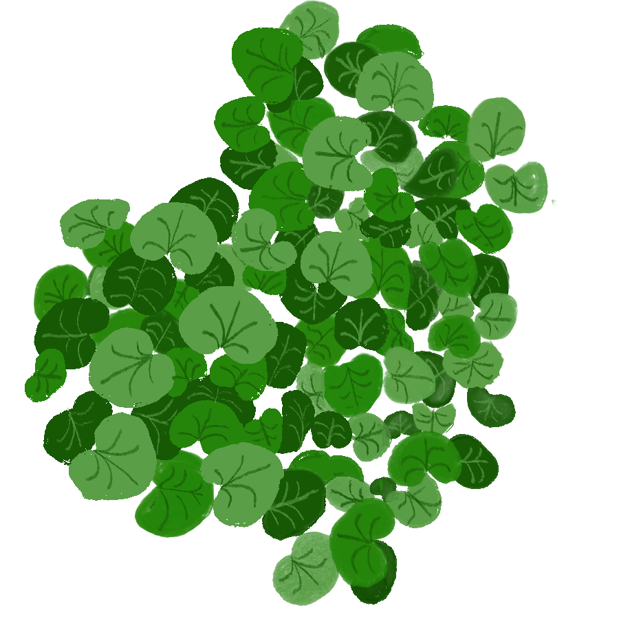 Asarum europaeum (European wild ginger) illustration