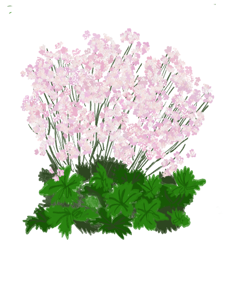 Astrantia major Buckland illustration