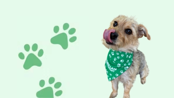 A sweet little dog is licking its nose. It's wearing a Macmillan bandana. There are 3 big paw prints next to it.