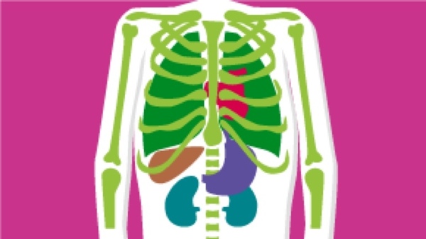 Illustration of the human torso