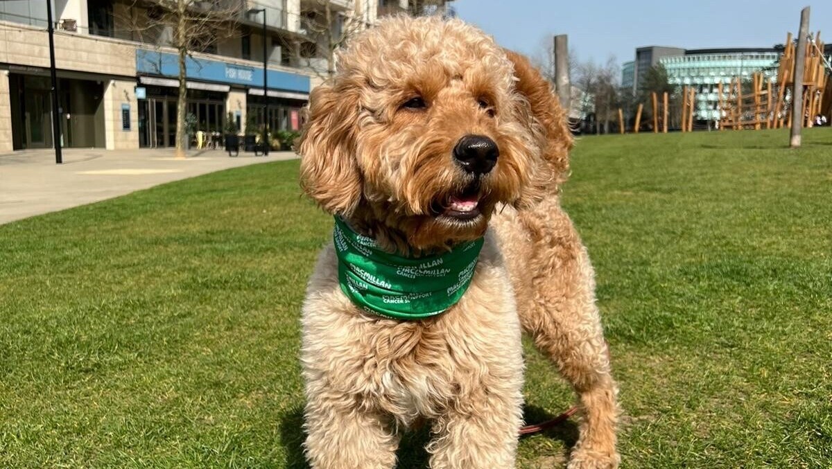 A small brown dog standing on the grass wearing a Macmillan scarf.