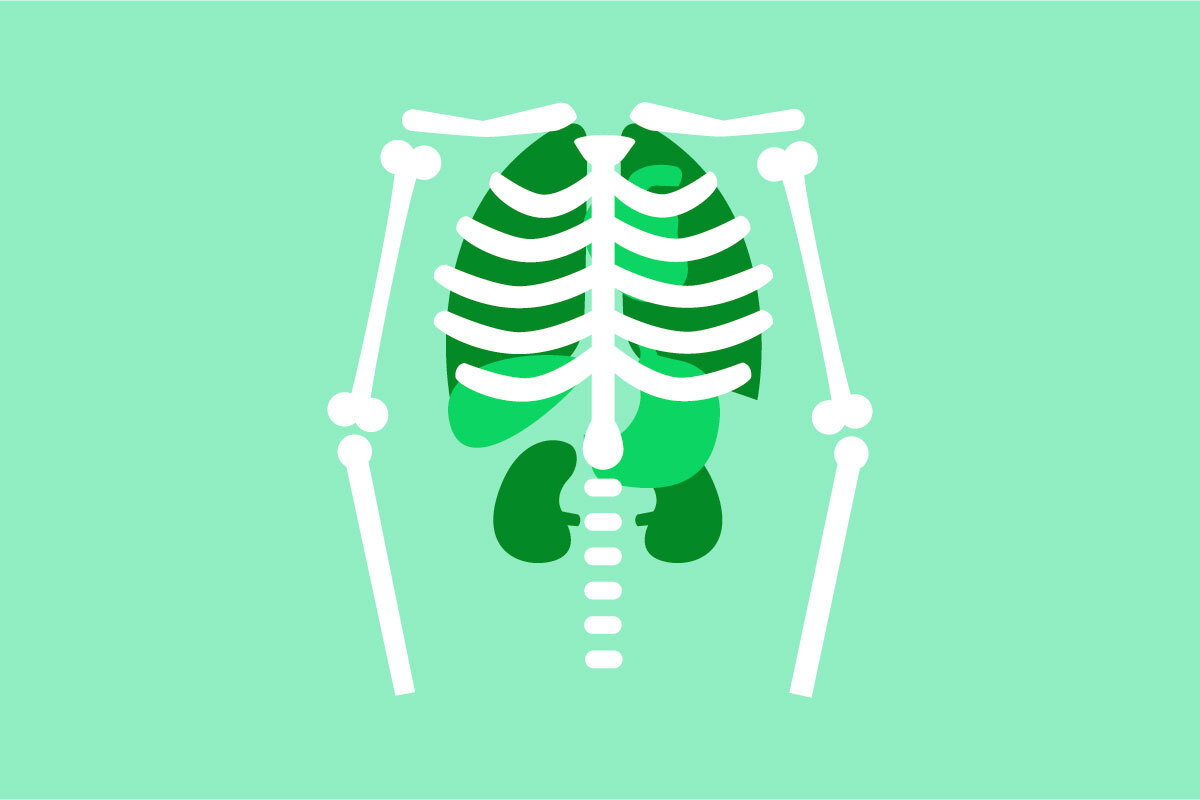 A skeleton torso on a light green background.