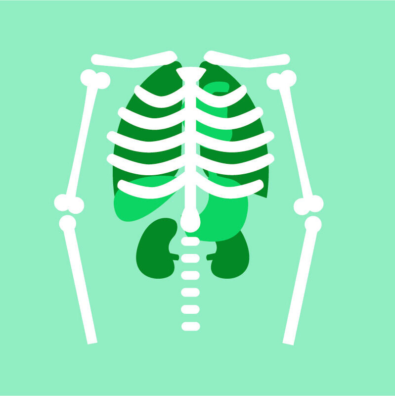 Illustration of a skeleton torso on a light green background.