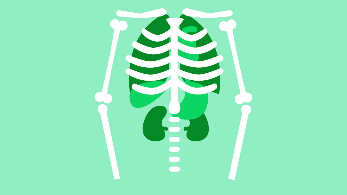 Illustration of a skeleton torso on a light green background.